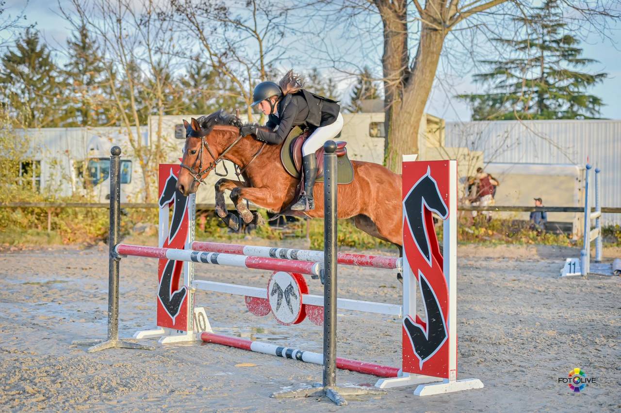 Ponette D CSO 9ans pour gagner tous les week ends