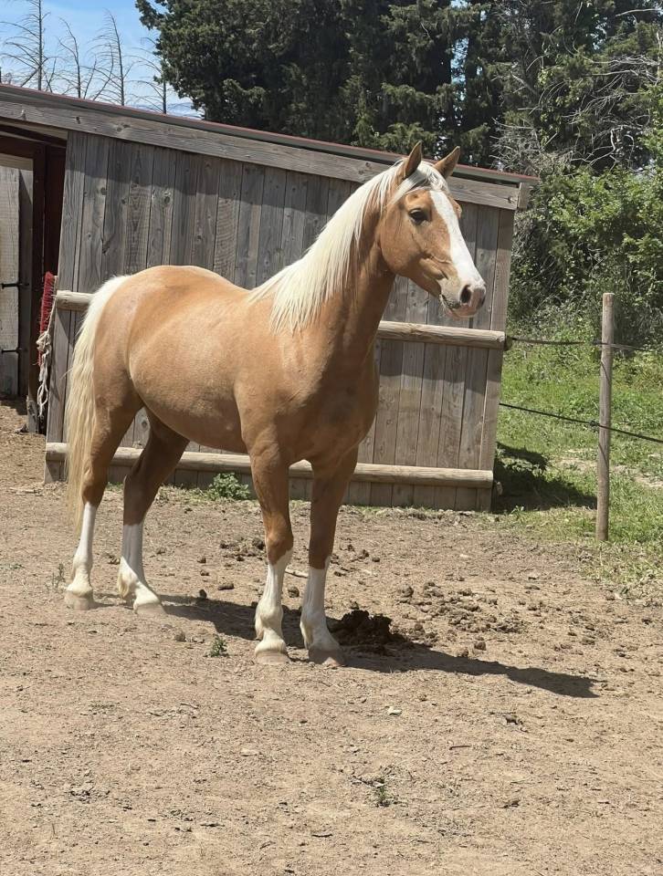 &Agrave; vendre Cheval Welsh Part Bred