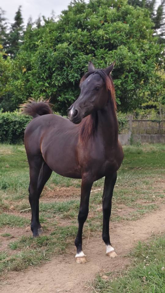 POTRO &Aacute;RABE NEGRO , NIETO DE GR MADHIN