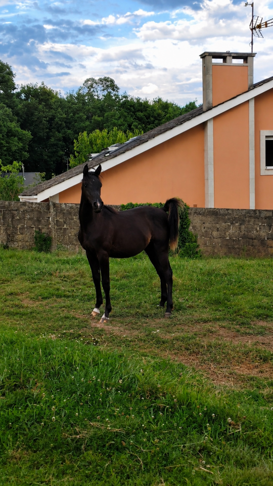 POTRO &Aacute;RABE NEGRO , NIETO DE GR MADHIN