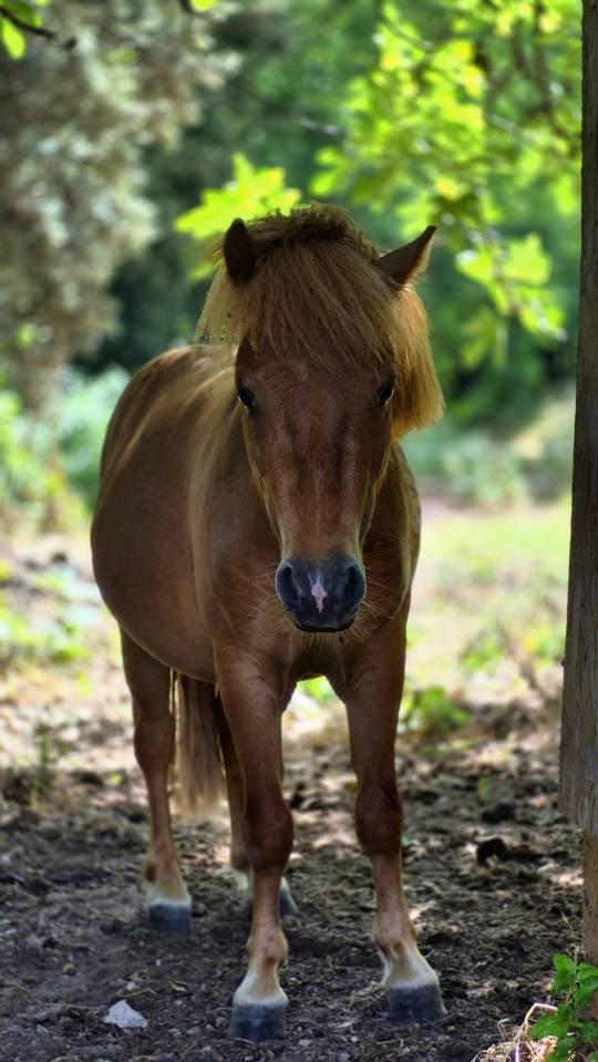 Poney shetland male 