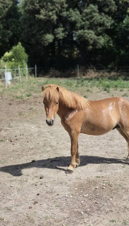 Poney shetland male 