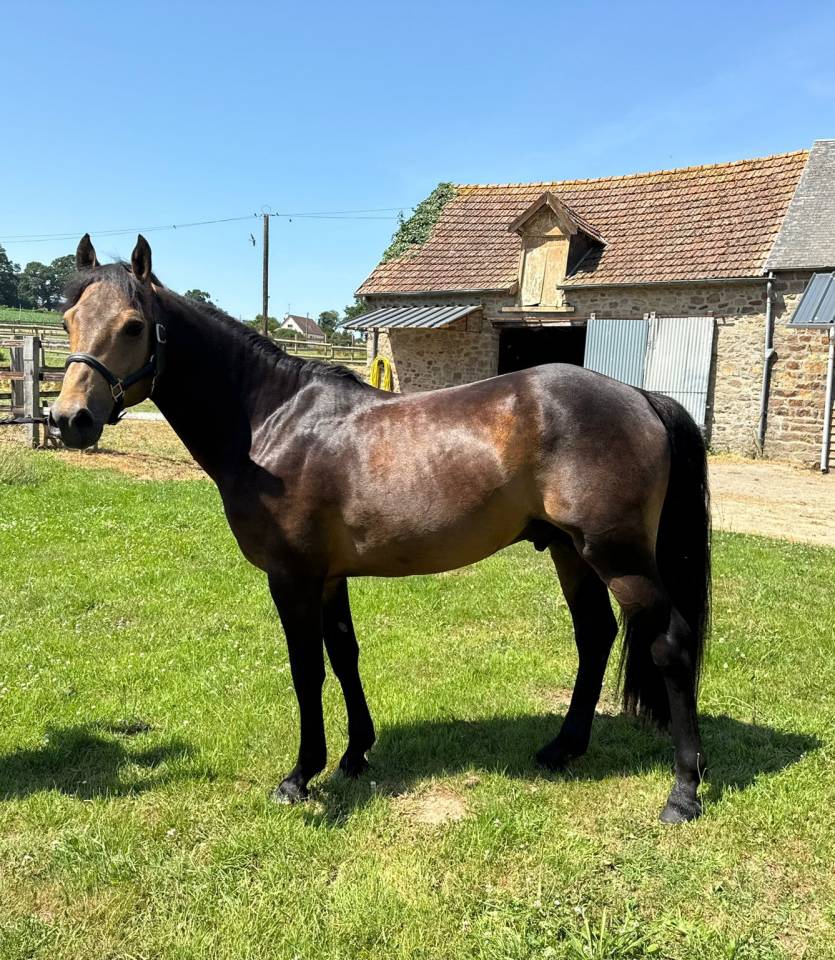 Etalon isabelle New Forest 5 ans 