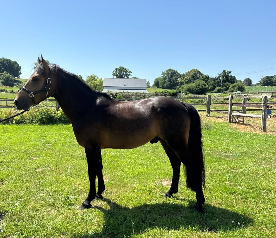 Etalon isabelle New Forest 5 ans 