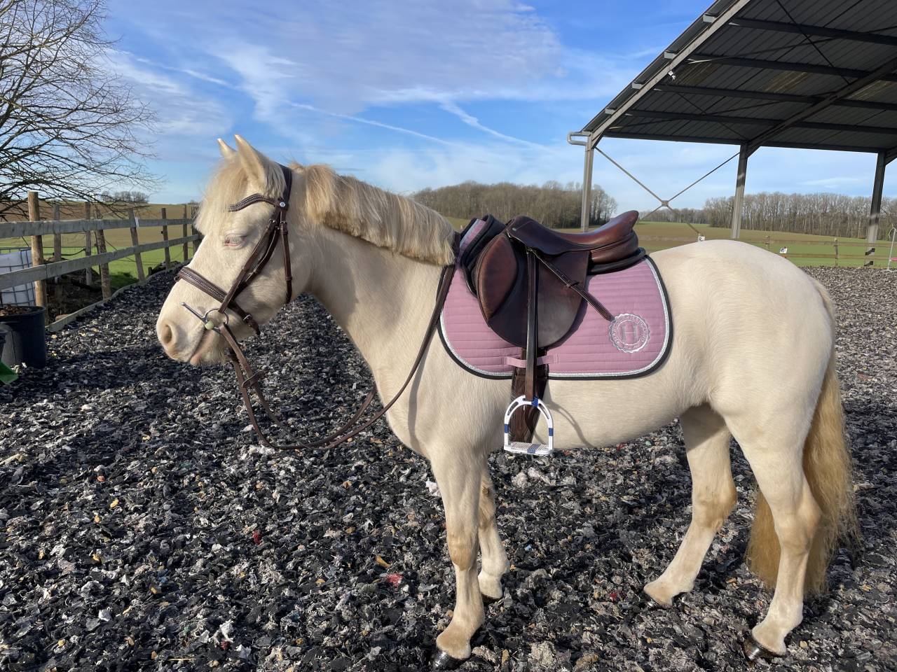 Superbe ponette 1m40