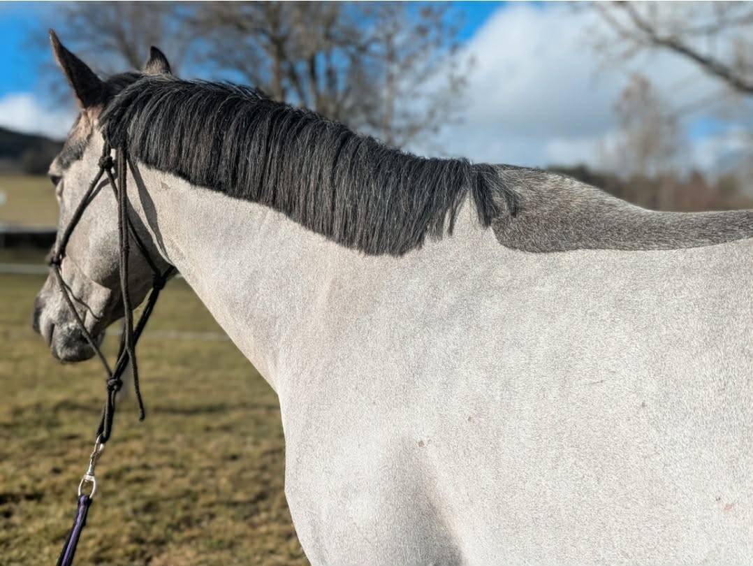 Ponette D 4ans