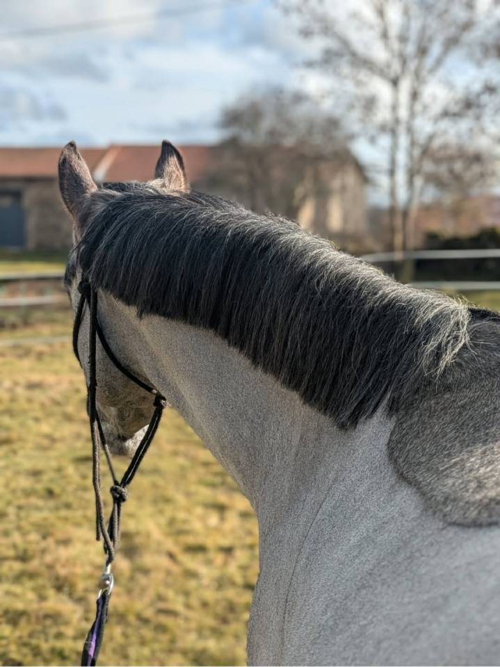 Ponette D 4ans
