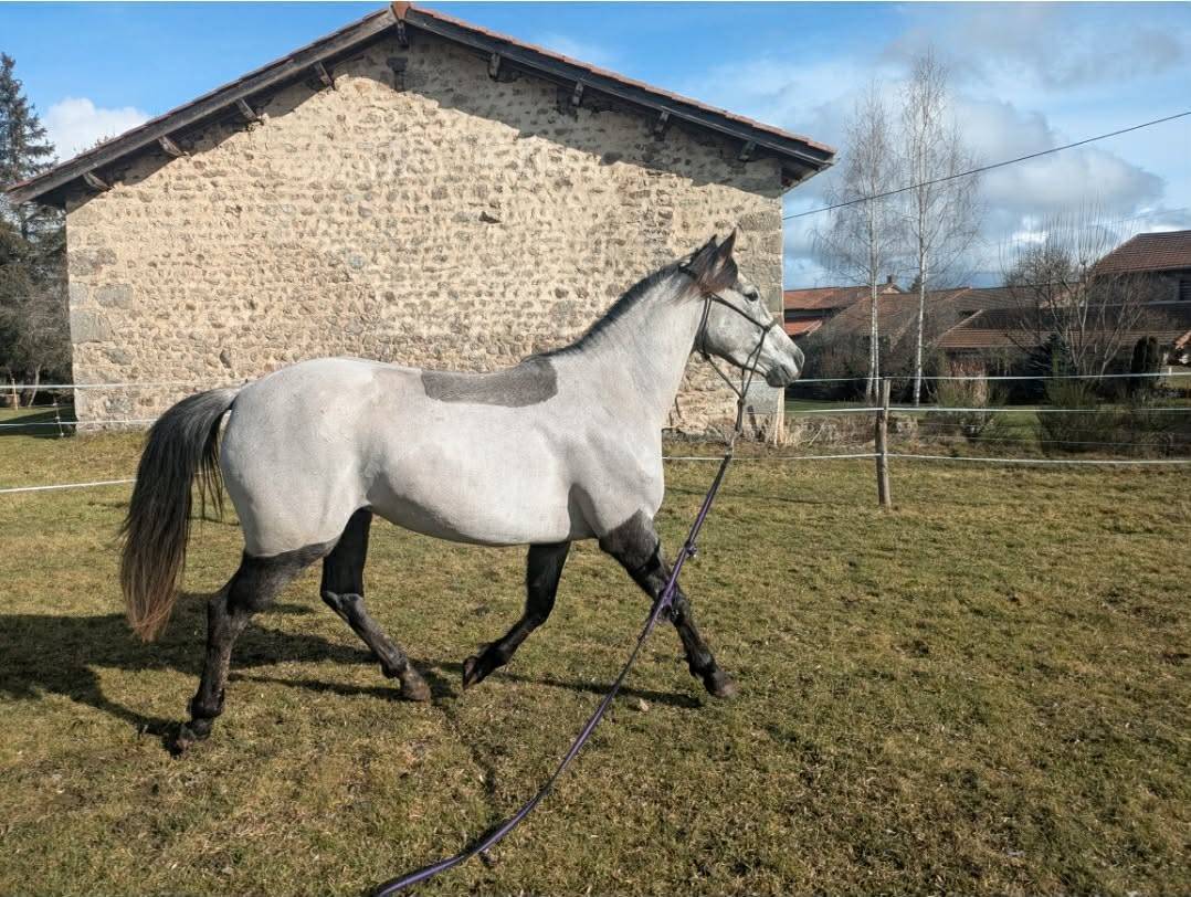 Ponette D 4ans