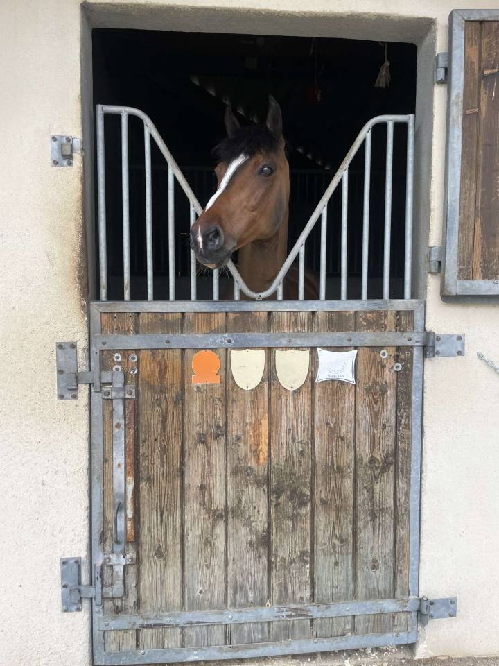 Poney de loisir exp&eacute;riment&eacute;