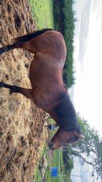 Joli poney landais de 9 ans, environ 1m50