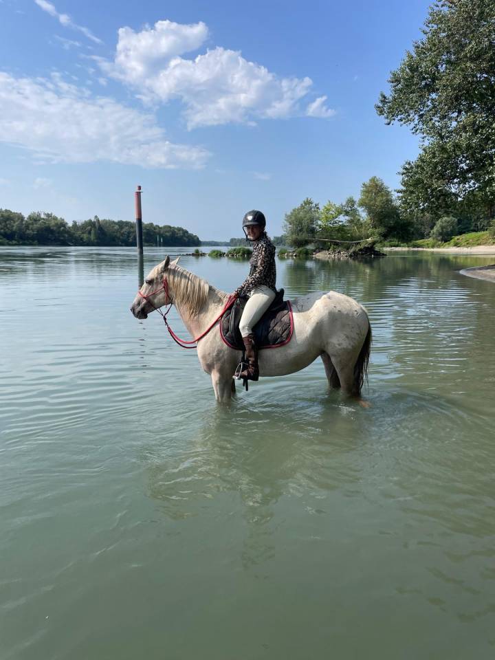 Jument lusitanienne - Camargue 