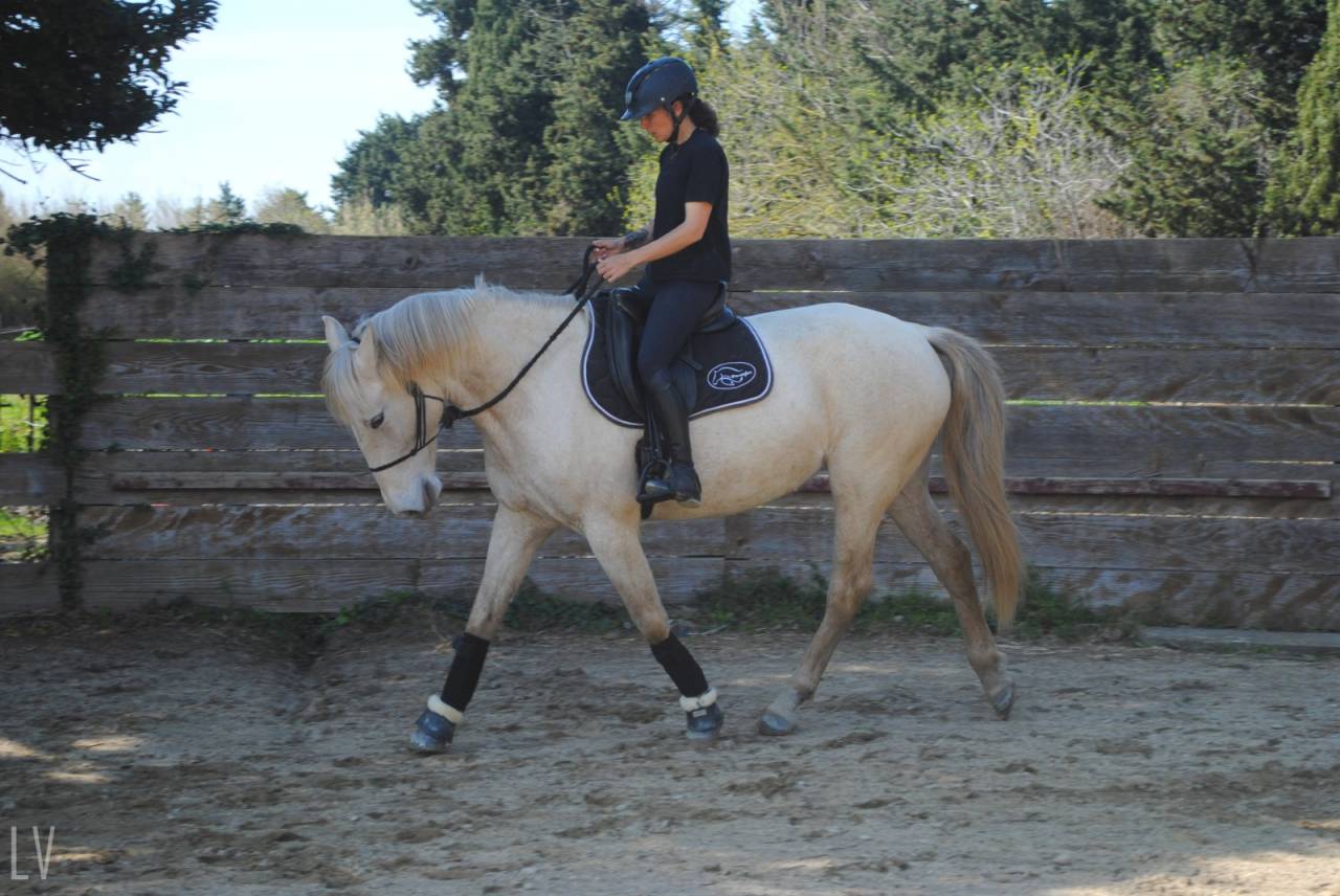 Jument lusitanienne - Camargue 
