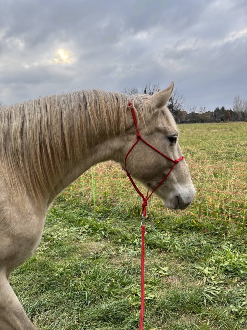 Jument lusitanienne - Camargue 