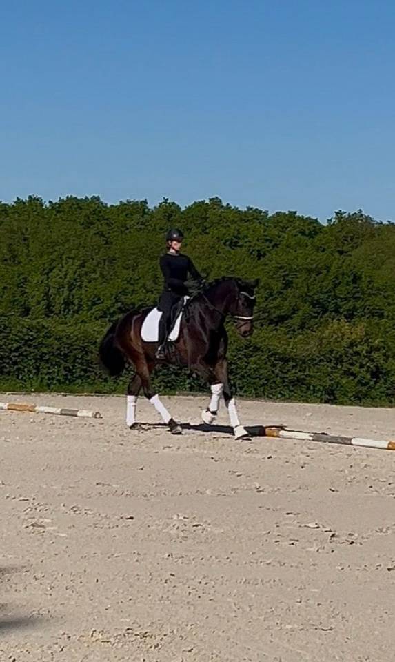 WTF VD GULDENNAGEL Cheval de Dressage