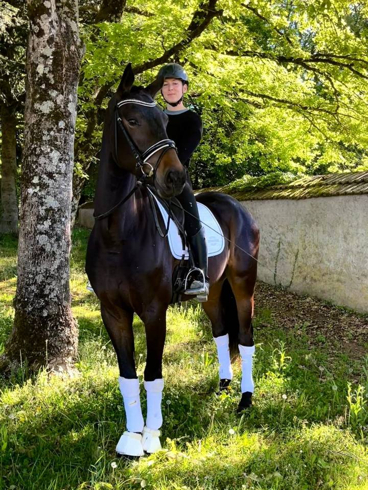 WTF VD GULDENNAGEL Cheval de Dressage