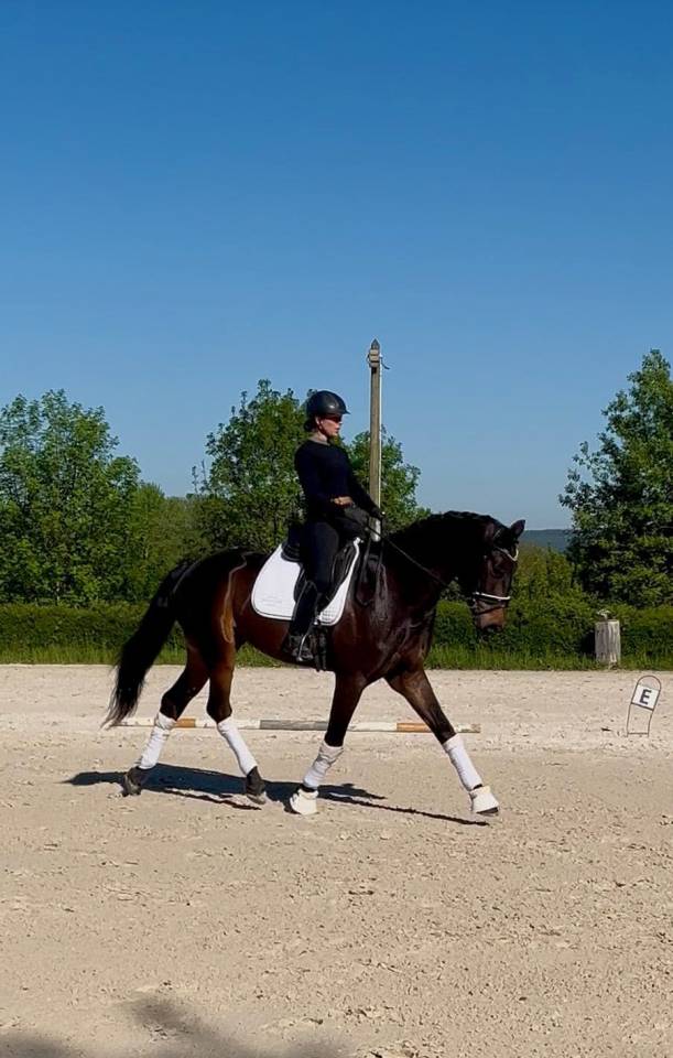 WTF VD GULDENNAGEL Cheval de Dressage