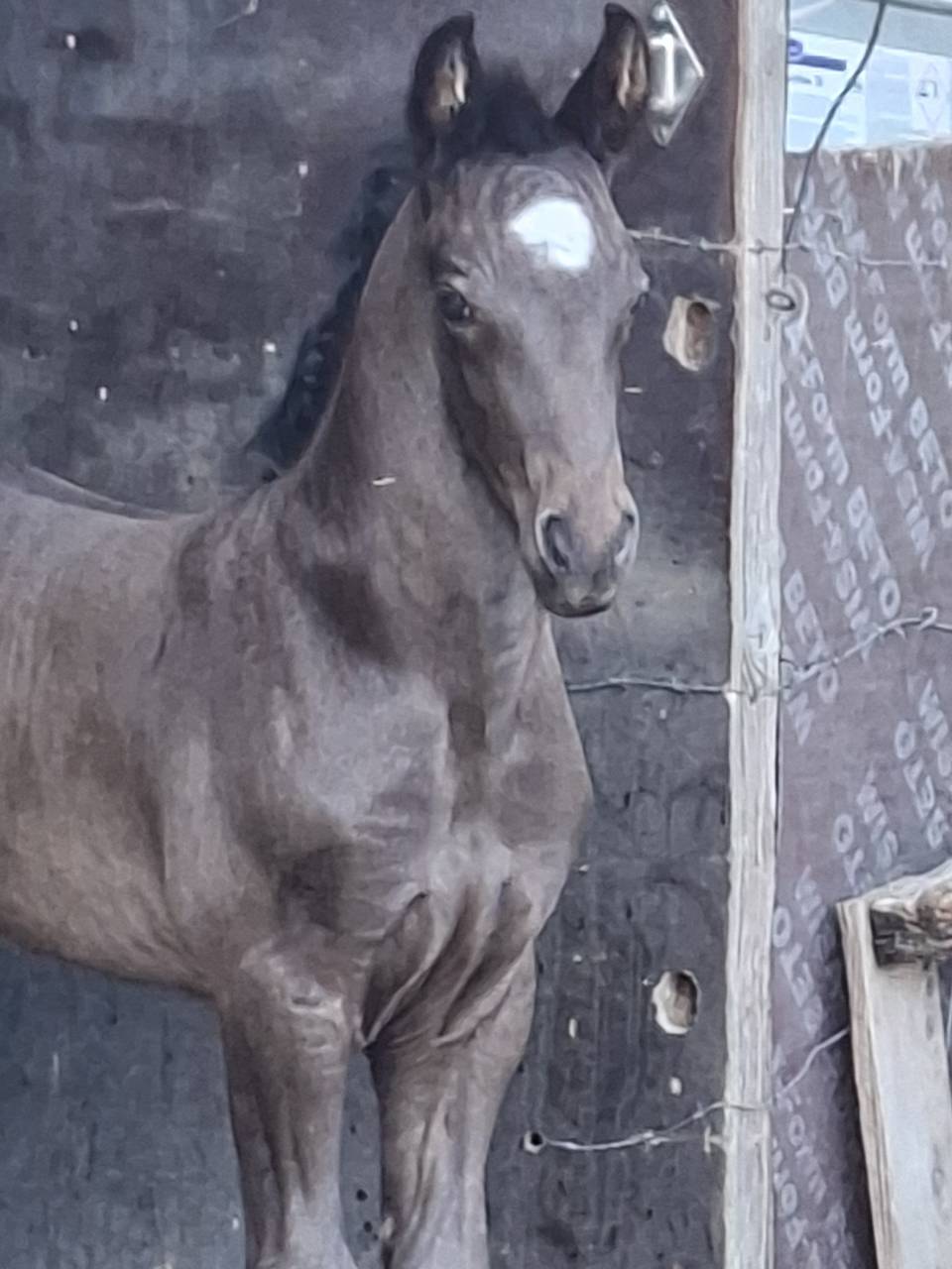 QING BLACK poulain gypsian