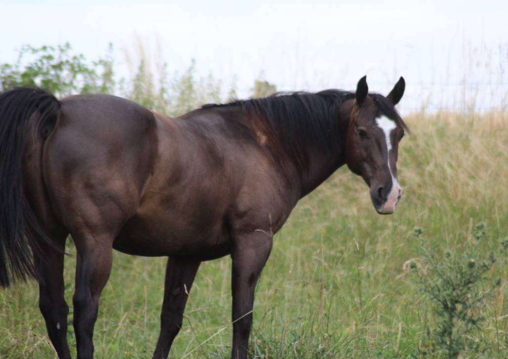 Quarter Horse AQHA - Hongre 16 ans - Cheval de confianc