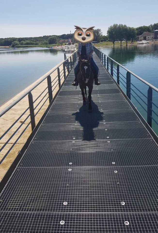 Quarter Horse AQHA - Hongre 16 ans - Cheval de confianc