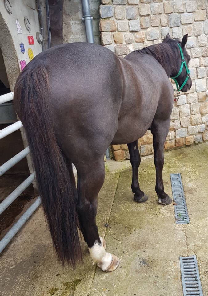 Quarter Horse AQHA - Hongre 16 ans - Cheval de confianc