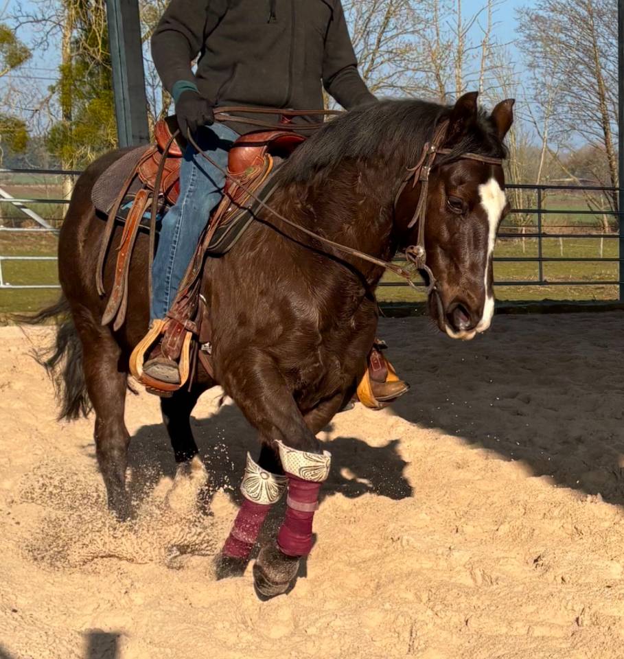 Quarter Horse AQHA - Hongre 16 ans - Cheval de confianc