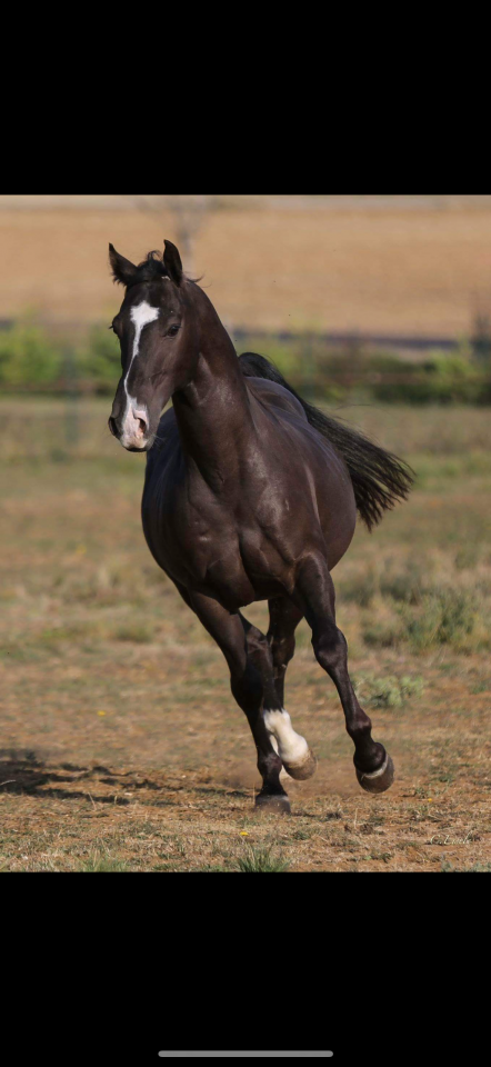 Quarter Horse AQHA - Hongre 16 ans - Cheval de confianc
