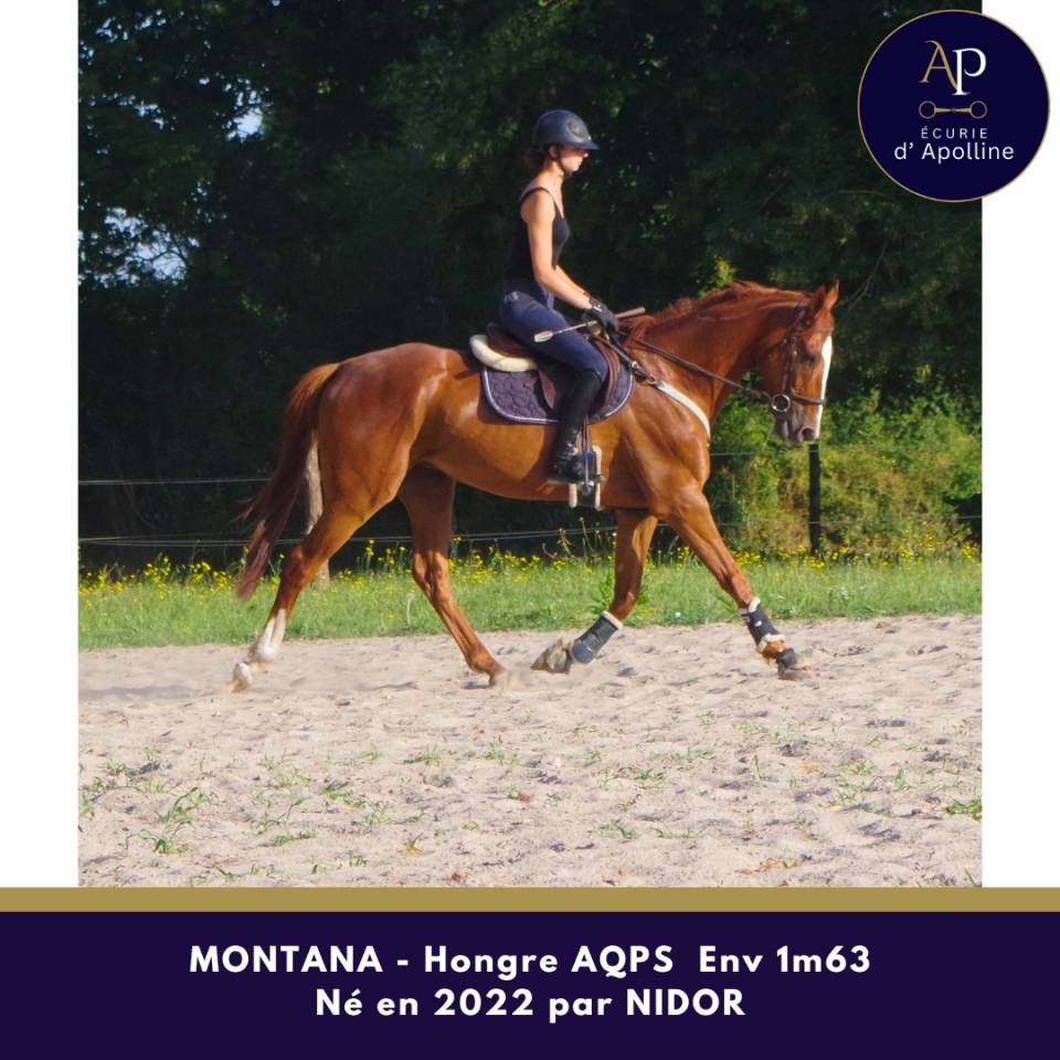 AQPS 4 ans hongre locomotion plaisante