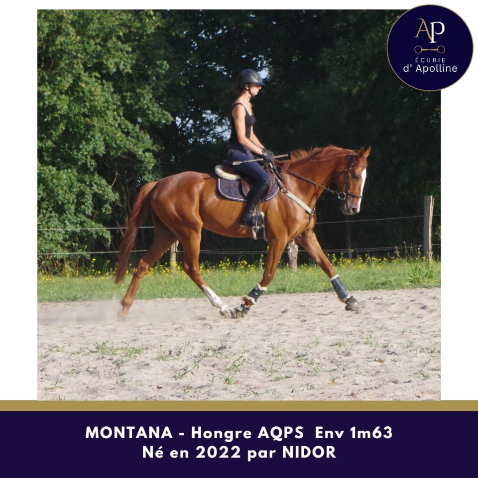 AQPS 4 ans hongre locomotion plaisante