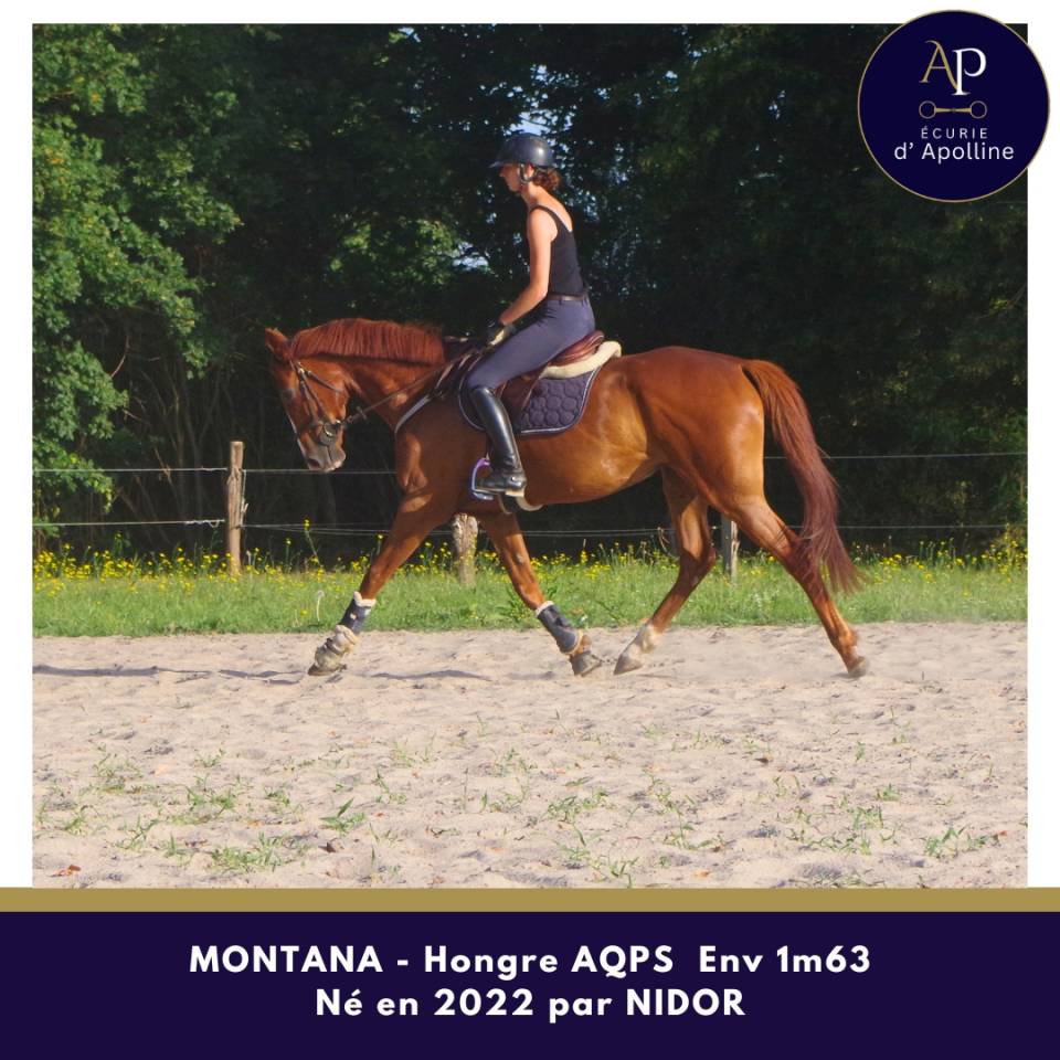 AQPS 4 ans hongre locomotion plaisante