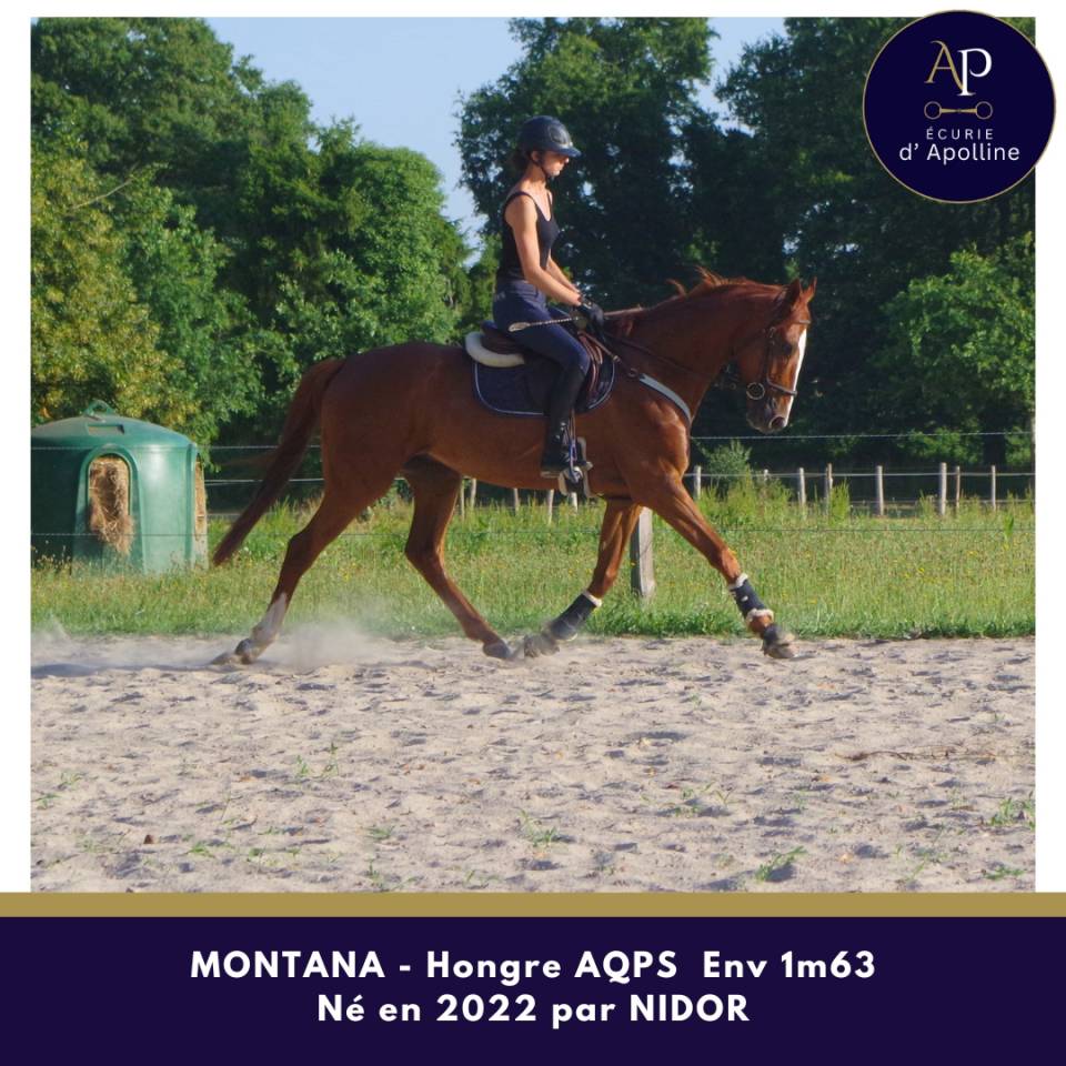 AQPS 4 ans hongre locomotion plaisante
