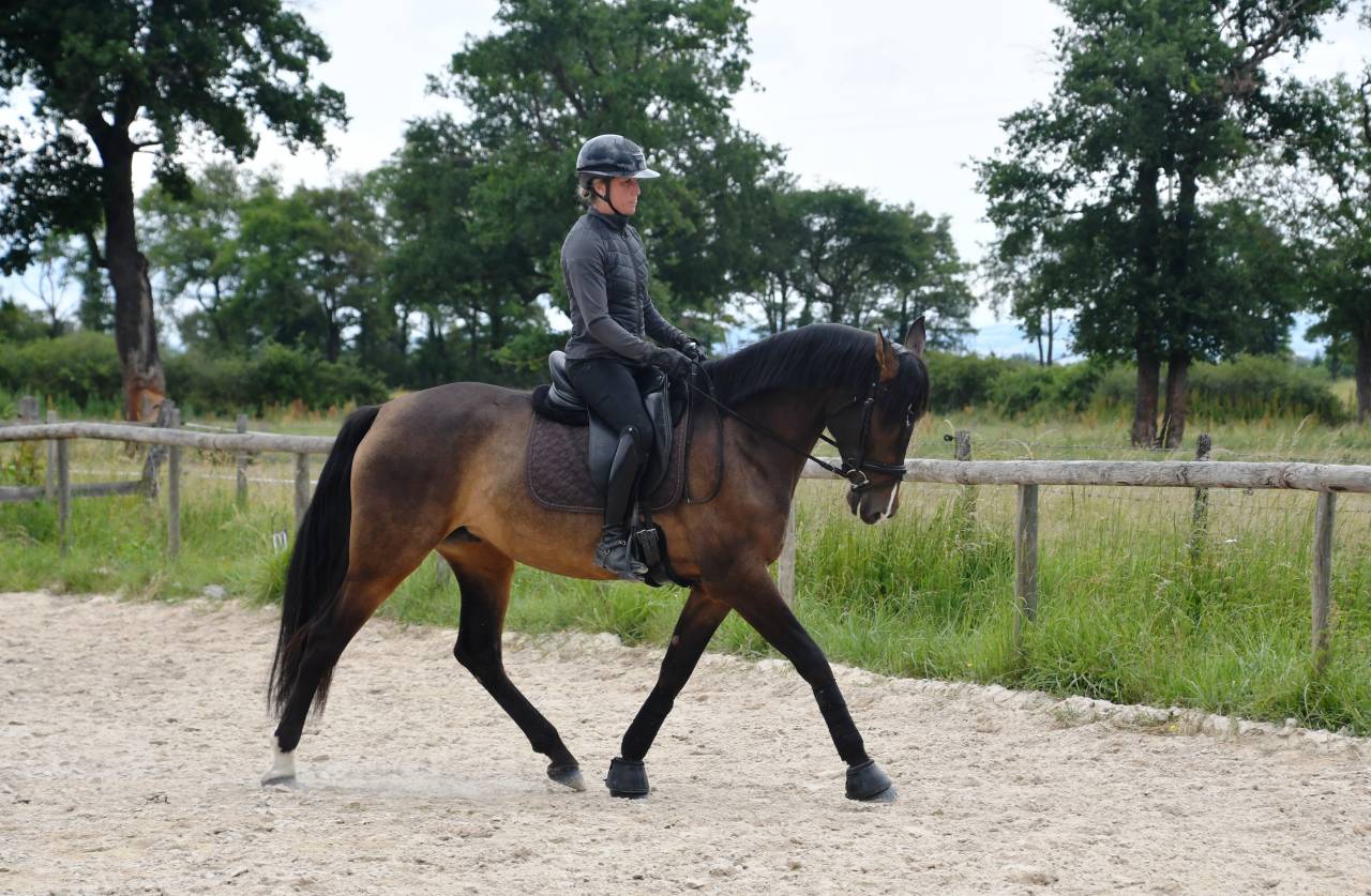 Jument dressage competition 7 ans