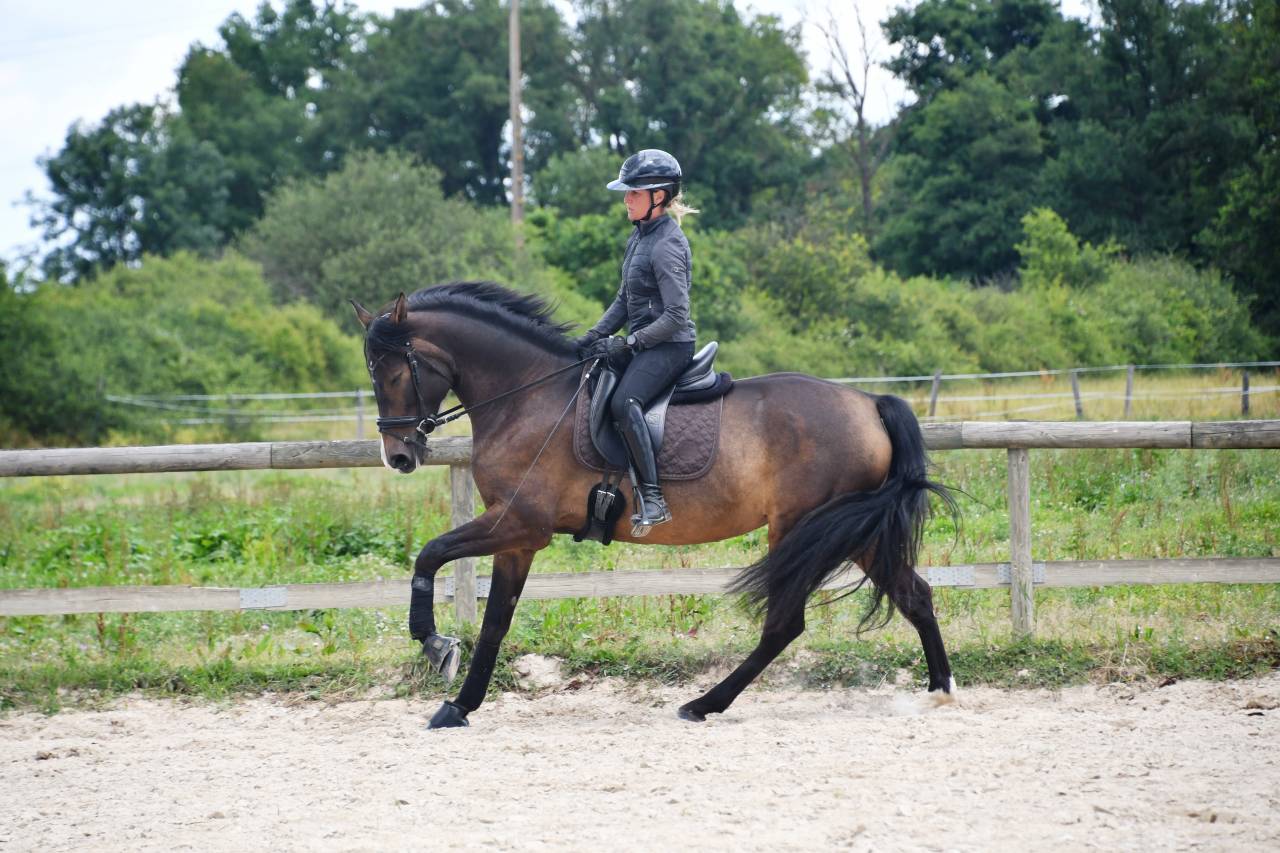 Jument dressage competition 7 ans