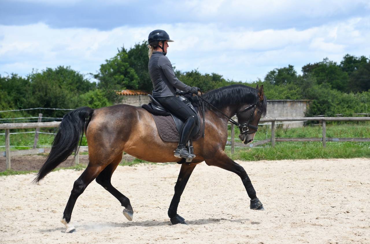 Jument dressage competition 7 ans