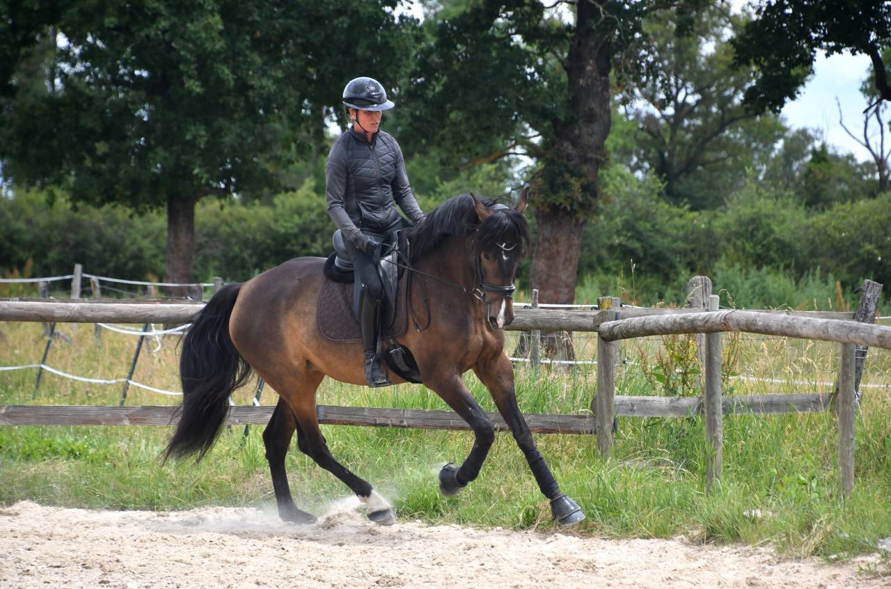 Jument dressage competition 7 ans