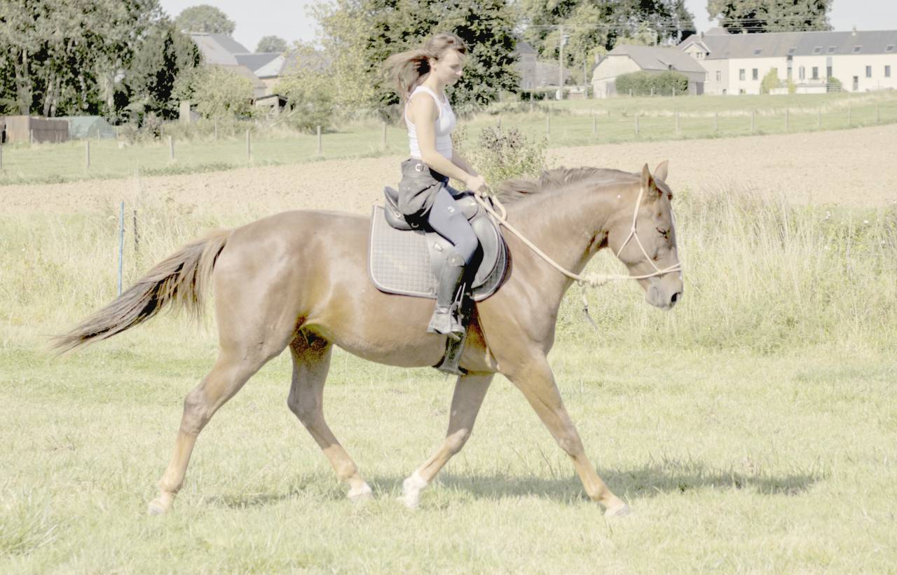 Hongre de 8 ans - Ethologie - Dressage - Saut
