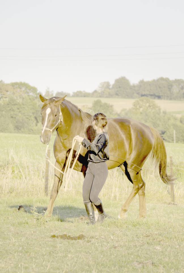 Hongre de 8 ans - Ethologie - Dressage - Saut