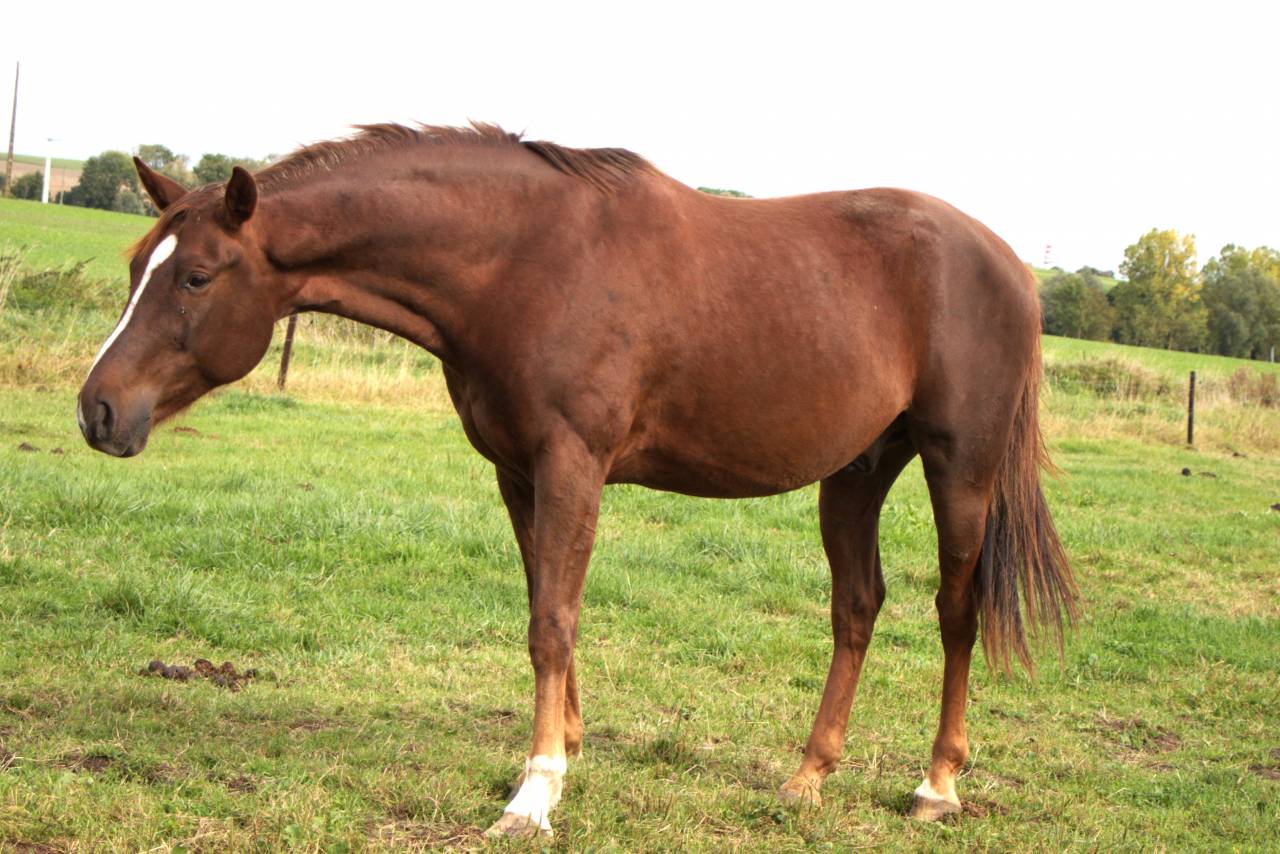 Hongre de 8 ans - Ethologie - Dressage - Saut