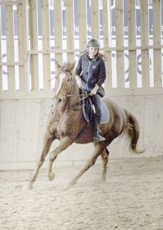 Hongre de 8 ans - Ethologie - Dressage - Saut