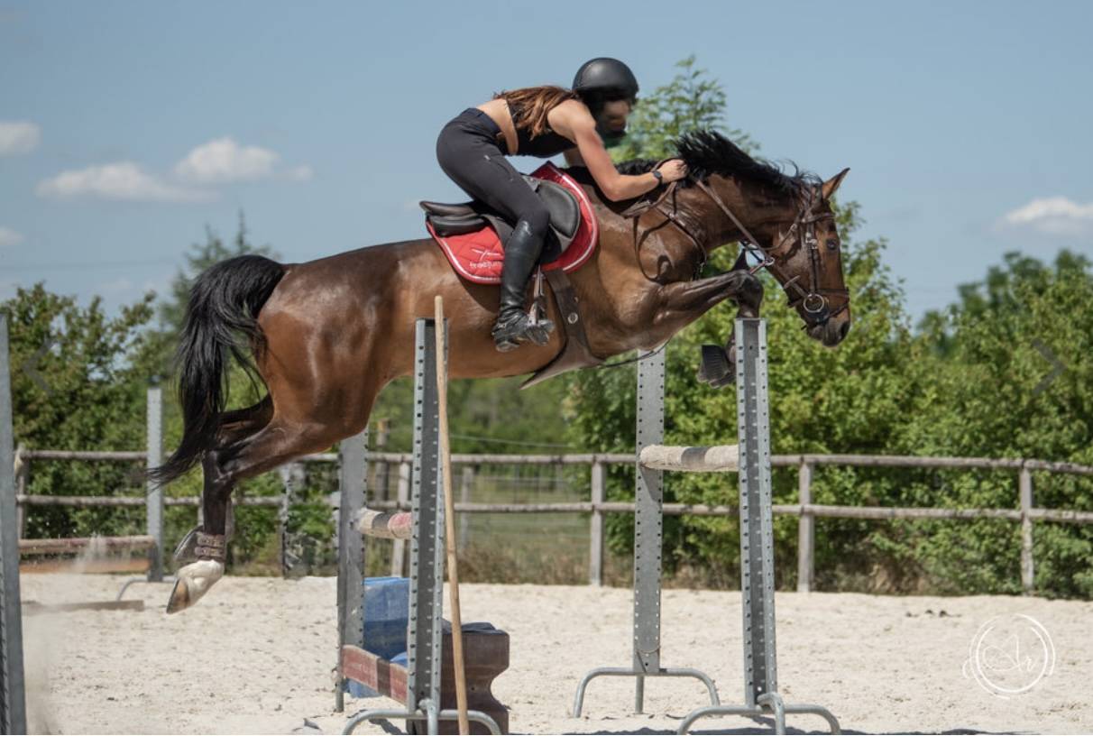 Cheval de sport 