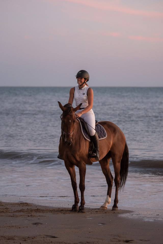 Cheval de sport 