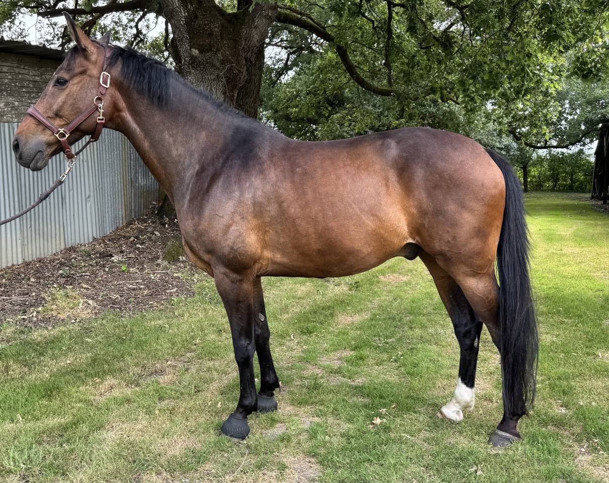 Cheval de sport 