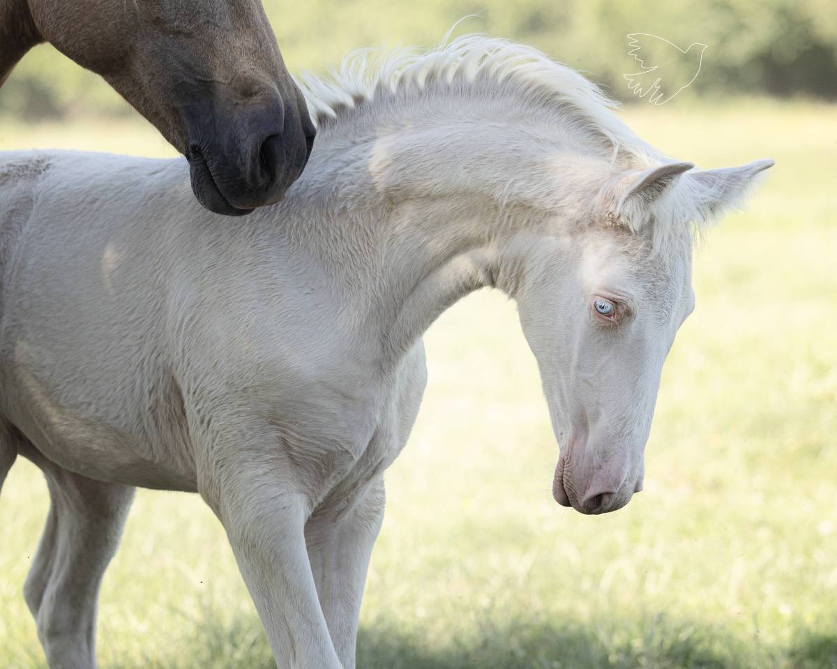 Fantastique pouliche cremello Pure Race Espagnole