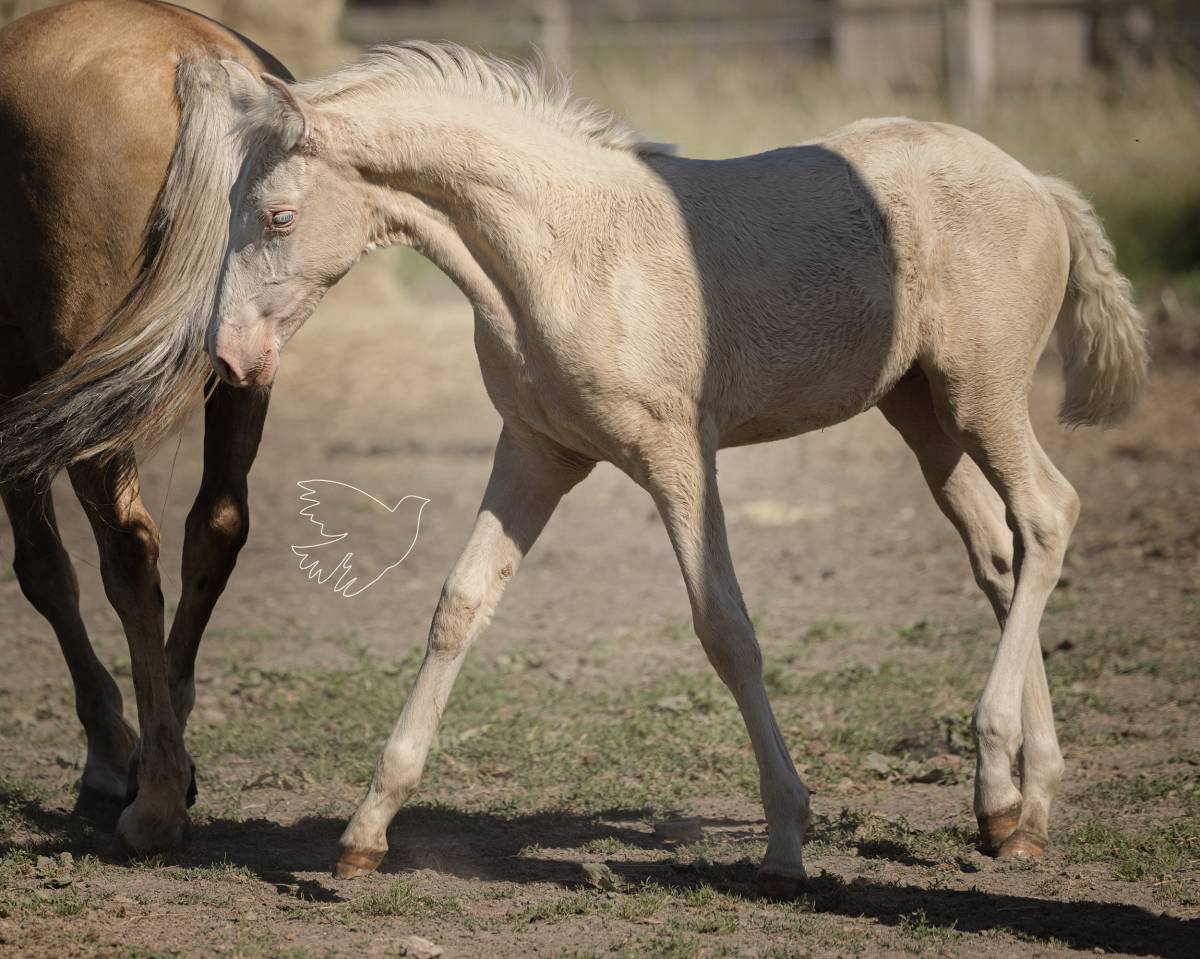 Fantastique pouliche cremello Pure Race Espagnole