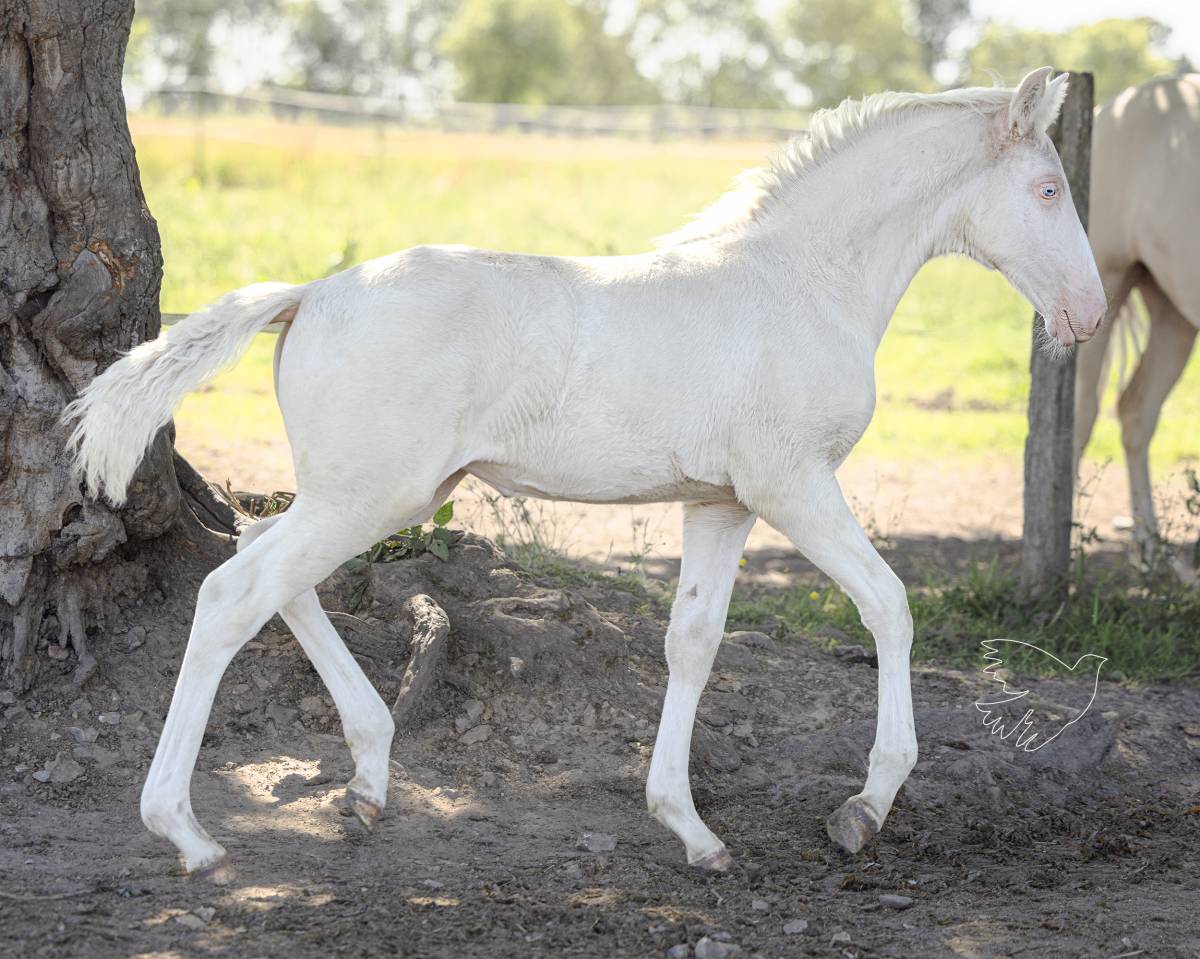 Fantastique pouliche cremello Pure Race Espagnole