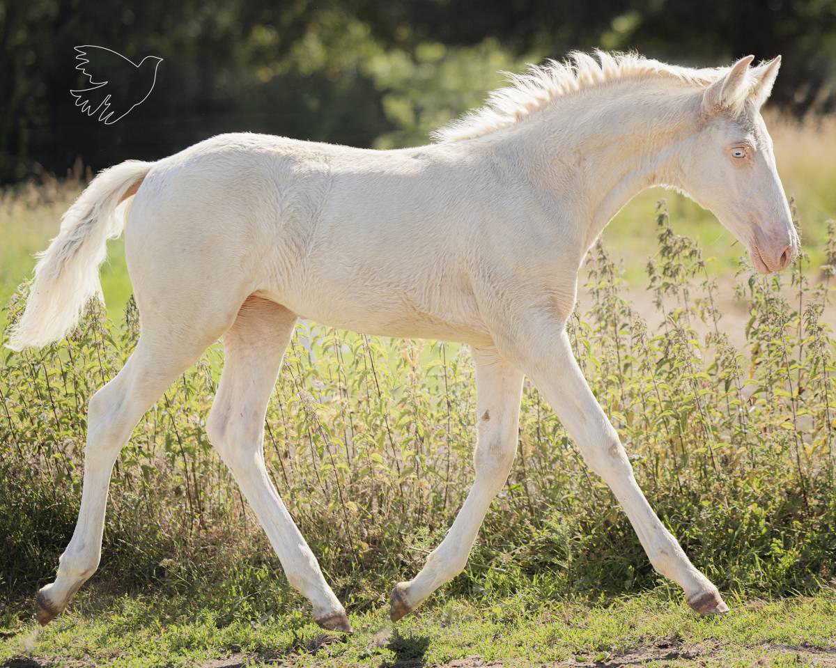 Fantastique pouliche cremello Pure Race Espagnole