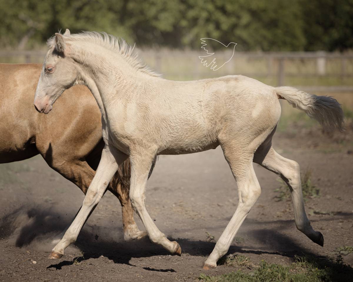 Fantastique pouliche cremello Pure Race Espagnole