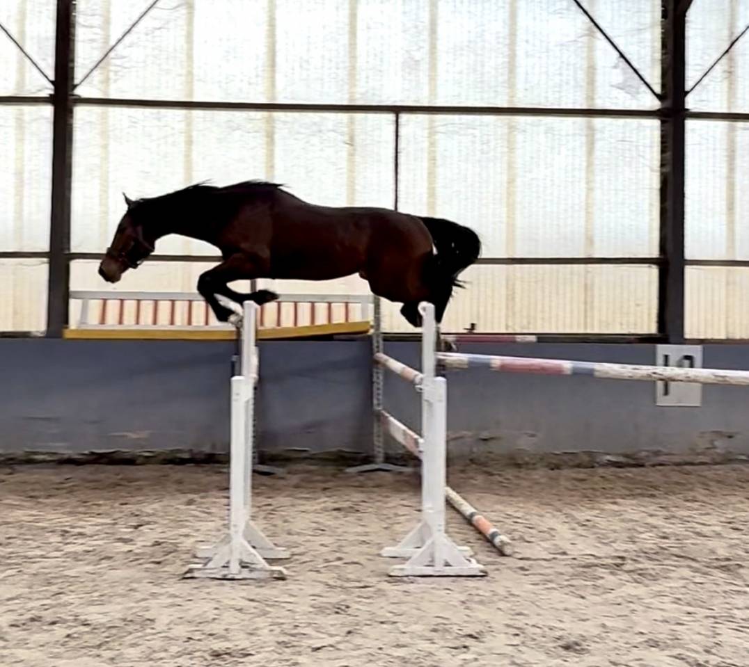 Hongre 3 ans - Zangersheide