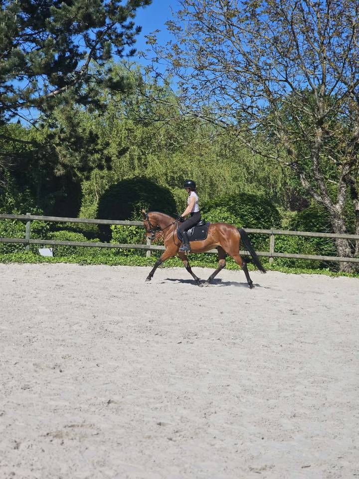 Jument 4 ans CSO ou Eventing