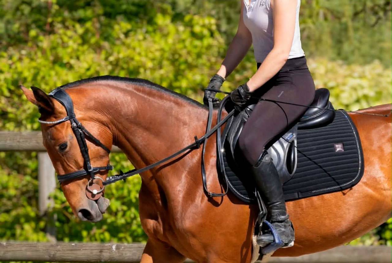 Jument 4 ans CSO ou Eventing