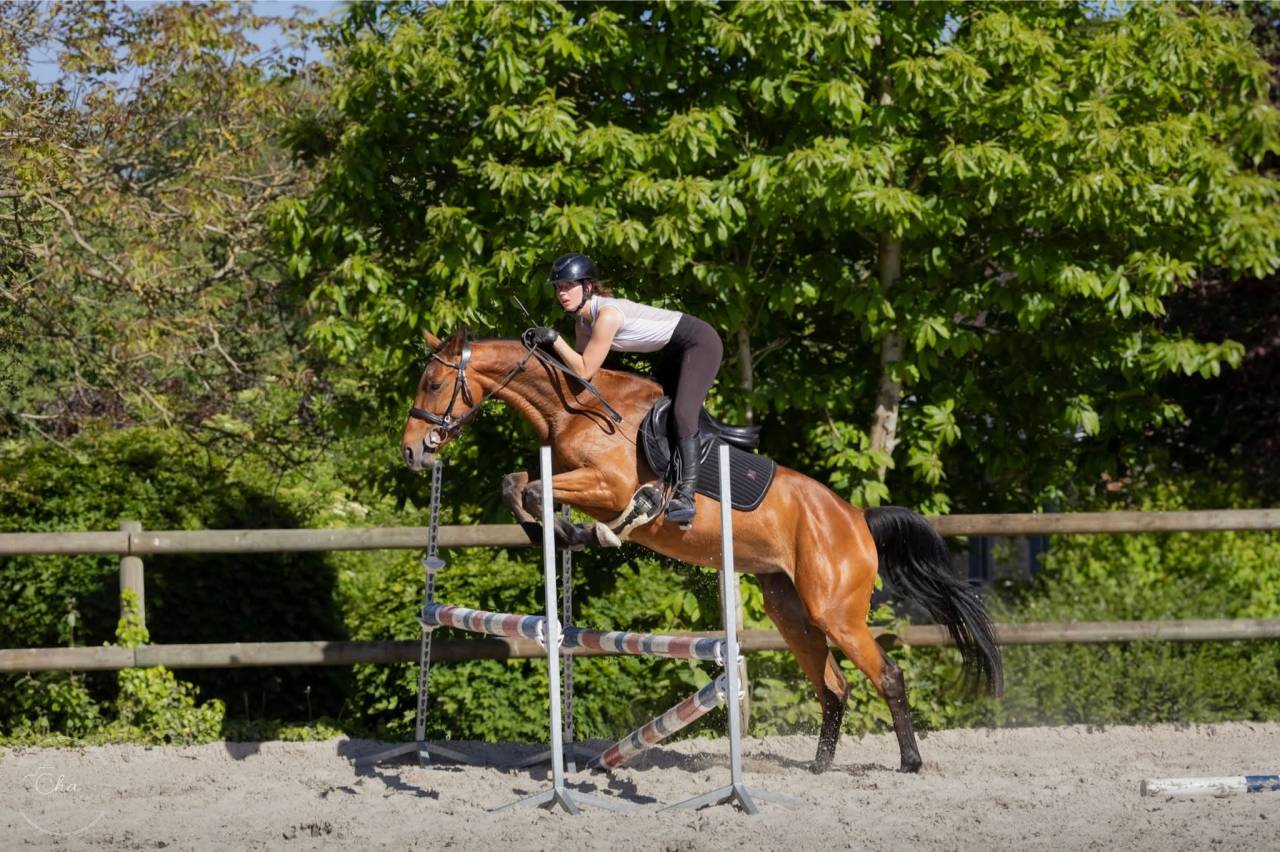Jument 4 ans CSO ou Eventing